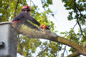 What Goes Into Pruning Young and Old Trees
