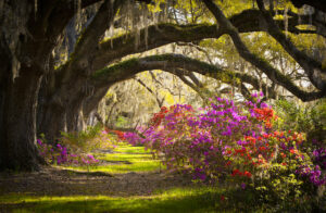 Deciding Whether Shade Trees are a Good Fit on Your Yard