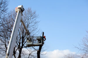 What Should My Tree Pruning Schedule Look Like?