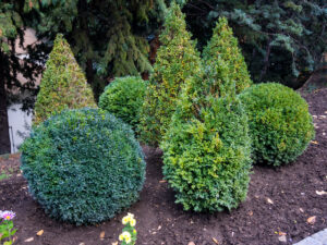 Fastest Growing Shrubs for This Year