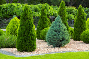 What to Do and Not to Do for Mulching Your Trees