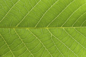 Identifying Leaf Spot Disease
