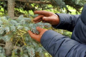 An Early Fall Tree Care Guide harford tree