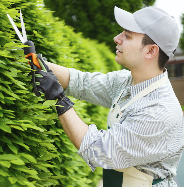 DIY Pruning Methods That Might Ruin Your Trees Harford Tree