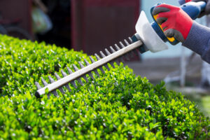 Why Shrub Pruning is Essential