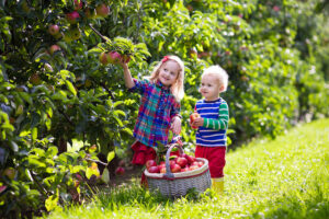 What is Apple Scab on Your Trees?