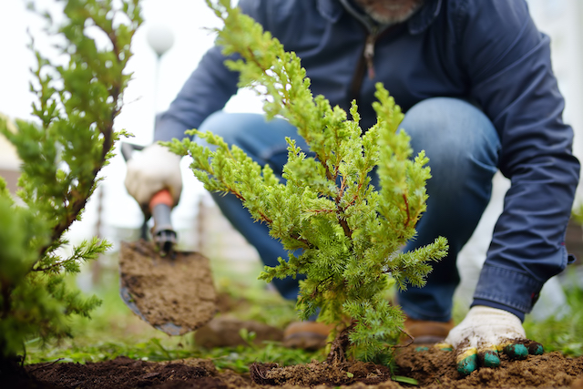 What Makes Tree Health So Important? - Harford Tree