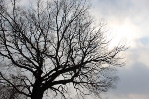 Usual Causes of Tree Deaths