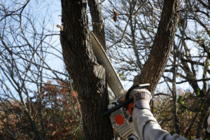 What Makes Tree Trimming So Important?