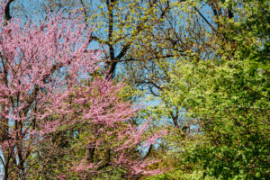 Common Forms of Tree Disease