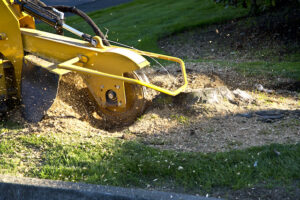 Stump Removal vs. Stump Grinding