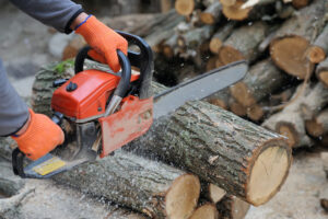 How to Notice a Dead Tree on Your Property