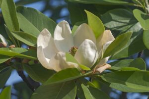 harford tree four trees boost property value