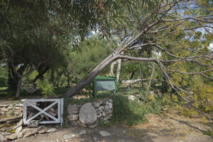 Why a Root Removal Service is So Crucial for Your Property