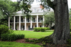 Fun Trees That Can Raise Your Property Value