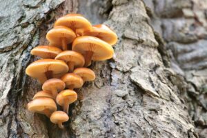 A Helpful Guide to Tree Fungus