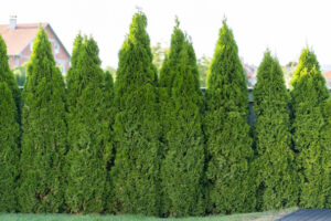 The Best Types of Trees for Fence Lines