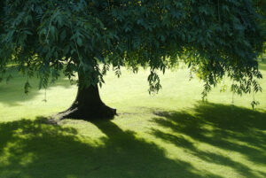 How Can You Tell If Shade Trees Are Right for Your Yard?