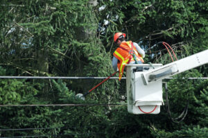 Problems with Trees Growing Near Power Lines