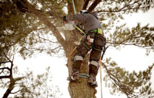 The Benefits of Tree Trimming for Your Business Property