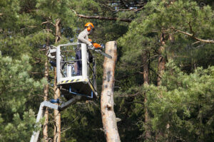 The Best Ways Tree Trimming Could Benefit Your Company