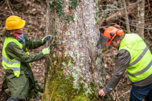 Important Reasons to Consider Hiring Tree Care Professionals