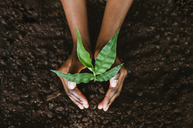 Simple Tree Planting Steps to Consider - Harford Tree