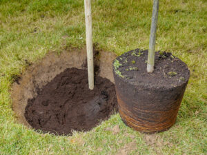 Common Tree Disease Treatments to Strongly Consider Using