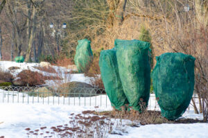 A Tree Care Guide for the Brutal Winter
