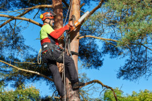 Reasons to Hire Tree Experts for Lawn Care