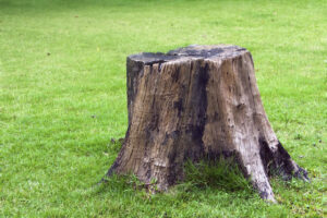 Can Your Tree Grow Back After Stump Grinding?