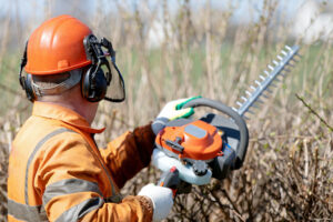 How Often Should You Trim Your Property’s Trees?