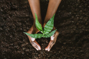 Tree Planting Rules to Follow This Spring