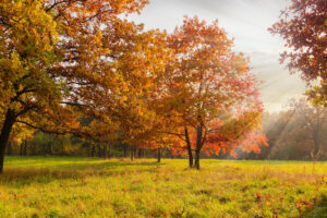 Trees That Could Boost Your Property Value