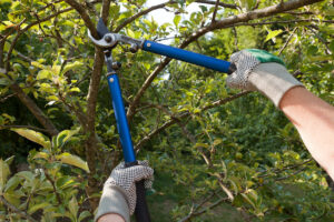Does Limb Cutting Kill Your Tree? 