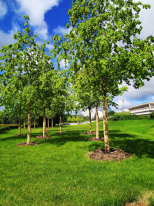 How to Determine the Value of Your Trees 