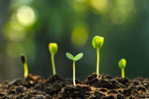 What Exactly is Soil Fertility and Why Is It Important? 