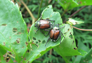 Which are Tree Pests and What are Beneficial Insects?