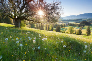 Ways to Help Your Landscape Survive the Dry Periods of Summer