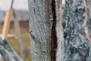 Which Trees Shed Bark During the Summertime?