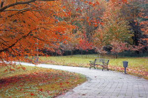 Common Causes for Early Fall Colors on Your Trees