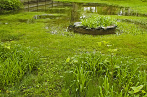 The Best Ways to Help Flooded Shrubs and Trees 