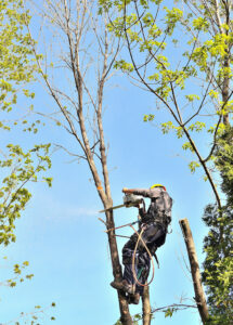 What’s the Best Time to Remove Your Property’s Trees?