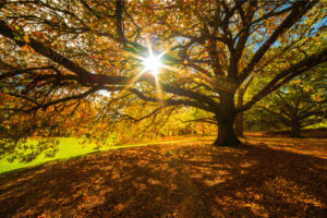 How to Take Care of Older Trees