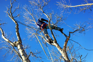 Can Cabling a Tree on Your Property Really Work?