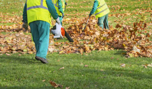 How to Manage Fallen Leaves on Your Landscape 
