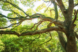 The Top Trees to Plant for Your Fence Lines