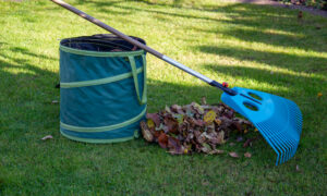 When Should You Stop Watering Your Trees and Garden During the Fall