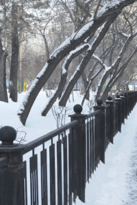 What Happens If Your Tree’s Roots Start to Freeze?