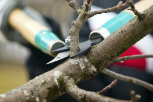 How Can Tree Pruning Reduce Possible Storm Damage 
